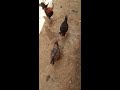 epic wet hen vs roosters the chicken fight