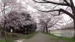 桜並木の小道 自転車車載 SONY HDR-AS50R