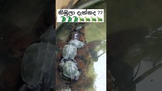 කිඹුලා දැක්කද???#you see 👀 the crocodile???#srilanka#animals#  beautiful#natural#new video