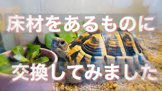 【永遠のテーマ】リクガメの床材について