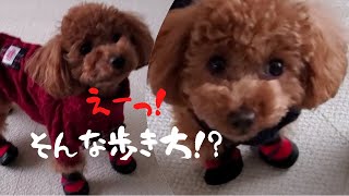 驚いた！犬が初めて靴を履くとこうなるみたい【トイプードル】