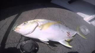 Fuze soft plastics - Catching Trevally \u0026 Small reef species!~