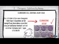 cytotoxicity test