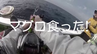 相模湾キハダ2連続あたりも・・たいぞう丸　ケツが青かった