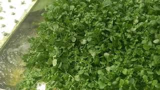 The Easiest Plant to Grow in Aquaponics, Water Cress