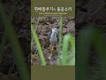 흰배뜸부기의 울음소리 white_breasted waterhen call shorts birdwatching 탐조 whitebreasted_waterhen 흰배뜸부기