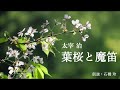 【朗読】「葉桜と魔笛」（作：太宰治）