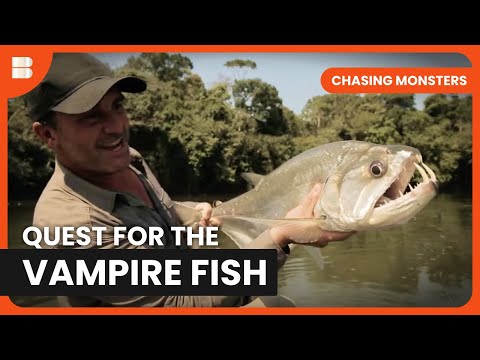 Vampire Fish Hunt - Chasing Monsters - S02 EP09 - Nature & Adventure Documentary