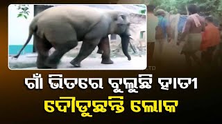 Panic grips locals as elephant ventures into human settlement in Balasore’s Remuna block