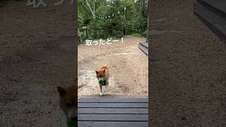 ボールを獲った後はこうなる笑　#柴犬 #しばいぬ #犬のいる暮らし #ムッチョ柴犬 #マックス #shiba #shorts #犬 #ボール遊び #ドッグラン #かわいい #癒し #おもしろ