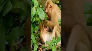 Monkeys Videos #Shorts #Monkeys #Viral #Shorts Videos #251