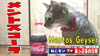 【猫ドッキリ】メントスコーラを初めて見た反応。-Mentos Geyser and Cat.-