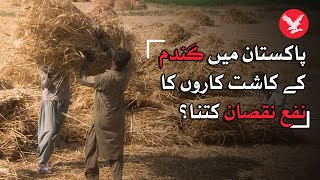 How much a wheat farmer in Pakistan earned or lost this year?