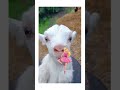 funny goat 2023 funny goat video short shortvideo real trending goat bakri