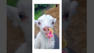 Funny goat 2023/funny goat video#short#shortvideo #real#trending#goat#bakri