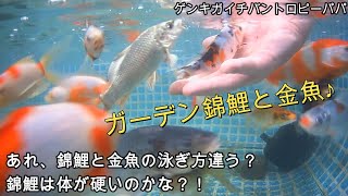 ＃錦鯉＃金魚＃フレームプール【錦鯉ブログ】あれ？錦鯉と金魚は泳ぎ方違う？！錦鯉は体硬いのかな？♪