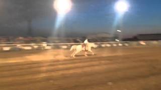 Kacen  flags mc co rodeo