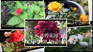 八月的花园   My Garden in August  音乐：微风  |Ep.49     2021年8月7日