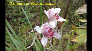 เอื้องสำเภางาม กล้วยไม้ดินที่ภูหลวง   Cymbidium insigne  Rolfe