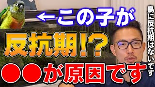 【質問コーナー】鳥さんは時間がわかるのか、ボレー粉とグリットインパクションの関係、噛み癖と反抗期、若鳥の適正温度、ビタミン剤を食べてくれない、などにお答えしました。