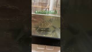 【衝撃】【クサガメ】うんちする瞬間 #クサガメ月見