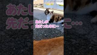 「独り占めできると思ったのににゃ…」#shorts