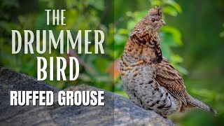The Ruffed Grouse | Drummer Bird