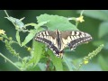 大久保農耕地～秋ヶ瀬公園の昆虫たち