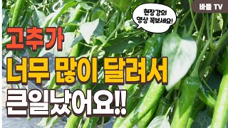 [바플티비]고추가 너무 많이 달려 큰일났어요(현장강의)