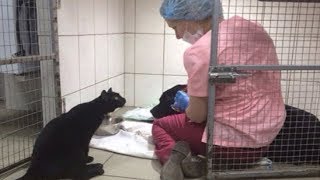 犬は恐怖にふるえていた。しかし黒い猫がケージに近寄ってくるのを見ると、少しずつ落ち着きを取り戻していった。