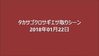 タカサゴクロサギエサ取りシーン　2018年01月22日