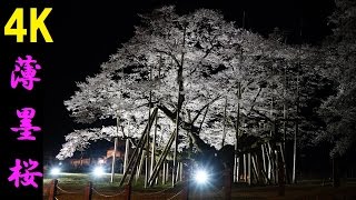 【4K】日本三大桜 根尾谷薄墨桜 ～Cherry blossoms at night～ 満開の夜桜  Usuzumi Sakura, Japan