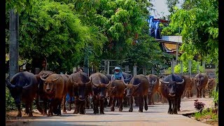 ชุมชนท่องเที่ยว  OTOP นวัตวิถี บ้านม่วงทะเล อำเภอแคนดง จังหวัดบุรีรัมย์