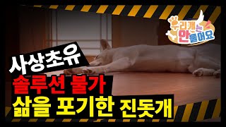 우리개연구소 🚫사상초유!! 🚨솔루션 불가~~!!! 역대급 이야기~~🐕삶을 포기한 진돗개 복순이~~~#진돗개 #강아지발사탕 #강아지교육