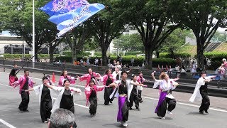 「知多きらく」豊川おいでん祭2019/5/26(日)【ケヤキ】