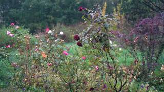 Nikozi Monastery Garden