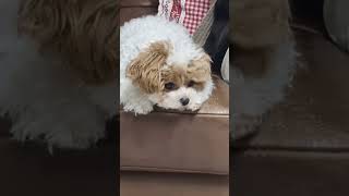 떨어진 간식 없나?(예쁨주의) #funny #강아지 #cute #doglover #cutedog #pets