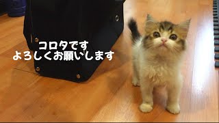 生後70日の子猫が家にやってきた