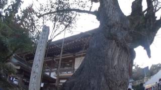 30秒の心象風景10241・保存樹のイチョウ～吉備津神社～