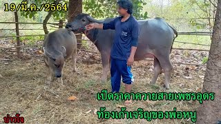 🐃บ่าวโจ🐃 // ⭐เปิดราคาควายสายเพชรอุดรท้องเก้าเจริญของพ่อหนู⭐