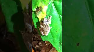 可愛的面天樹蛙!! Meintein tree frog!! #frog  #herping #wildlife #shorts