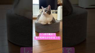 しっぽの動きで猫の気持ちがわかる