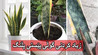 چۆنیەتی زیاد کردنی گولی پێستی پڵنگ #dracaena #rahelaziz #youtube #agriculture #flowers #grafting