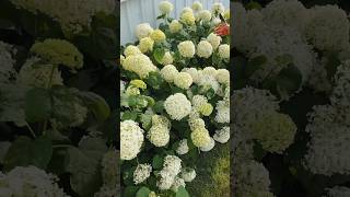 These Annabelle hydrangeas are absolutely beautiful in summer! #shorts