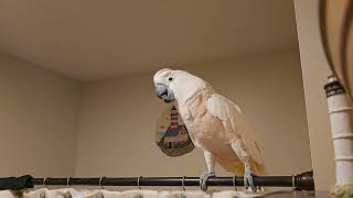 Cockatoo Has A Lot To Say 💙💙💙💙💙