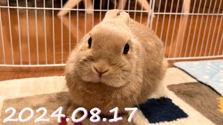 毎日の30秒ひなちゃん🐰✨【2024.08.17のひな】[うさぎ]