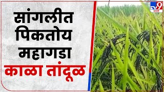 Sangli Black Rice Farming | सांगली जिल्ह्यात महागड्या काळा तांदळाची शेती