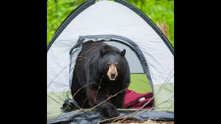 64 Minutes of Terrifying Bear Attacks
