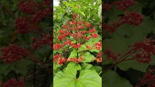 Pagoda Flower/ರಥ ಪುಷ್ಪ/Hanuman Kireedam Krishna/Clerodendrum paniculatum#shorts#nature#youtube