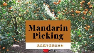 Mandarin picking near Sydney / orange picking 悉尼采摘橘子正当时